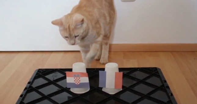 Mèo thần thông dự đoán kết quả Pháp vs Croatia