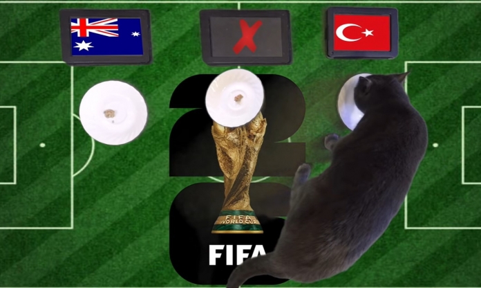 Mèo tiên tri dự đoán tỷ số Australia vs Thổ Nhĩ Kỳ: Gieo sầu cho Úc!