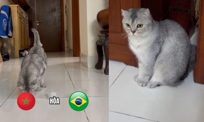 Mèo tiên tri Việt Nam dự đoán bất ngờ Brazil vs Morocco - World Cup 2026