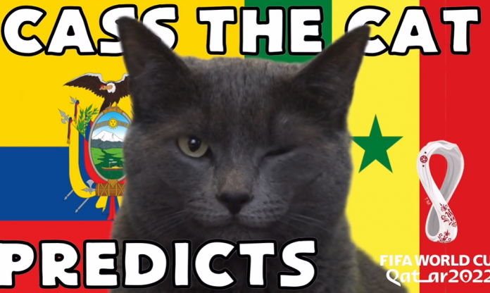 Mèo tiên tri dự đoán kết quả Ecuador vs Senegal: Đội mạnh được chọn