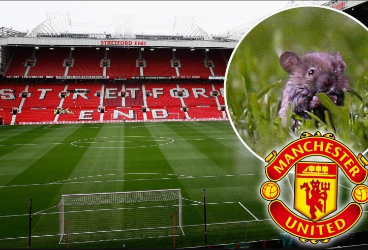 Chuột 'tung tăng' trên Old Trafford ngay trận Southampton