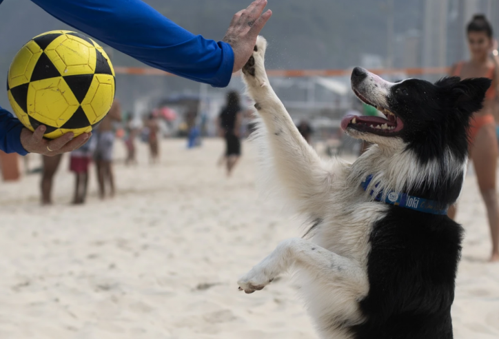 Chú chó ở Brazil gây sốt với khả năng chơi bóng chuyền điêu luyện