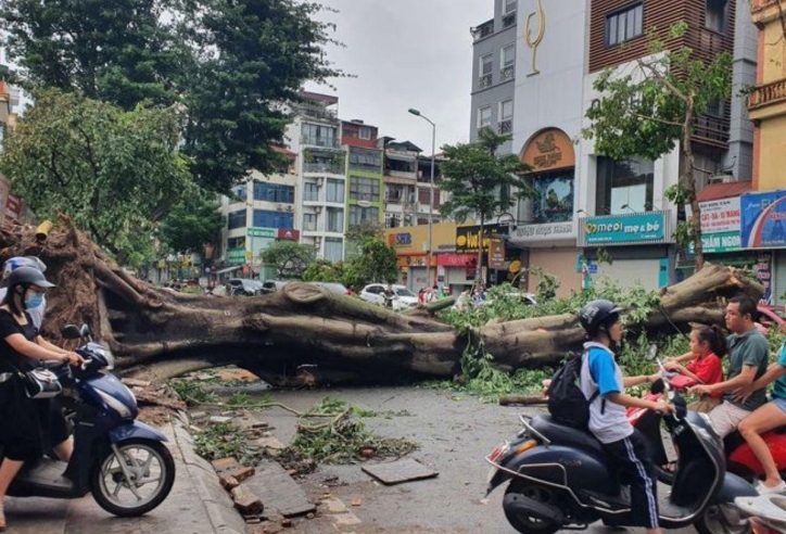 Hà Nội: Cây gãy đổ ngổn ngang sau bão Yagi, người dân chật vật tìm đường đi làm