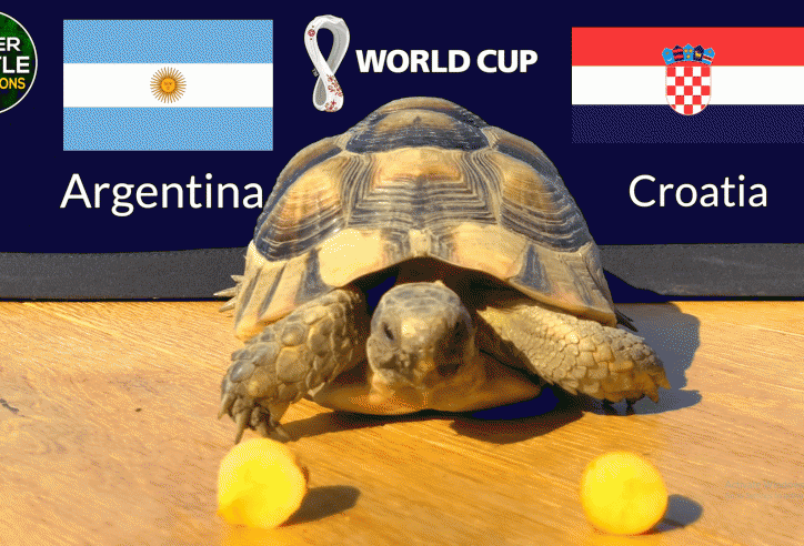 Thần Rùa dự đoán kết quả, tỉ số Argentina vs Croatia, 02h00 ngày 14/12