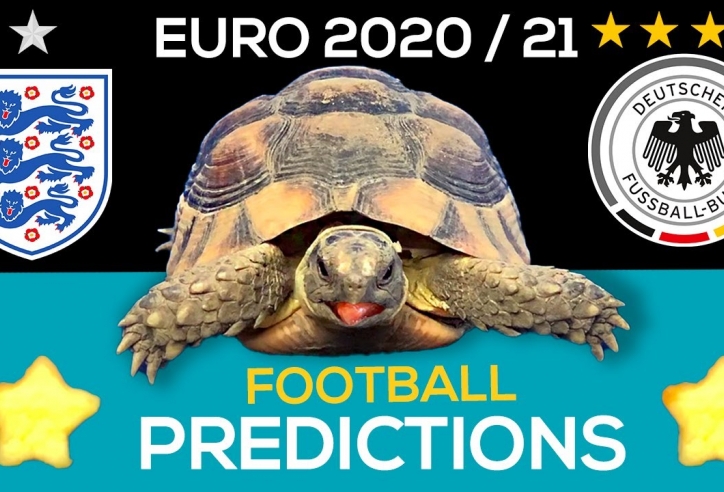 Thần Rùa tiên tri dự đoán kết quả Anh vs Đức: Uy tín tuyệt đối!