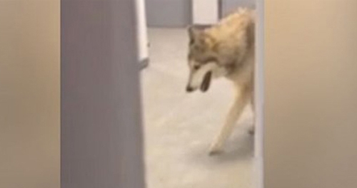 Olympic Sochi 2014: Chó sói xuất hiện ở làng VĐV
