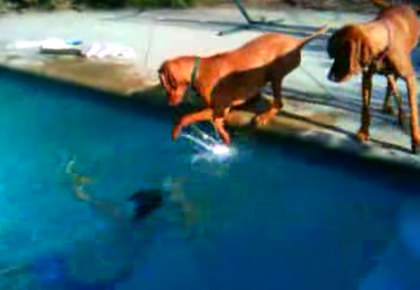 Video hài hước: Chú chó 'bối rối' sợ chủ chết đuối ở bể bơi