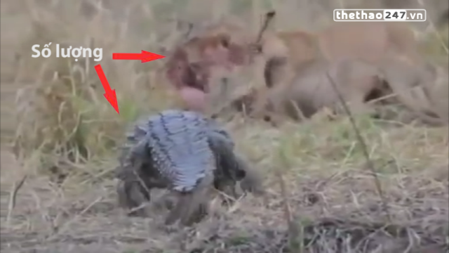 VIDEO: Cá sấu 'ăn đủ' vì đơn độc tấn công bầy sư tử