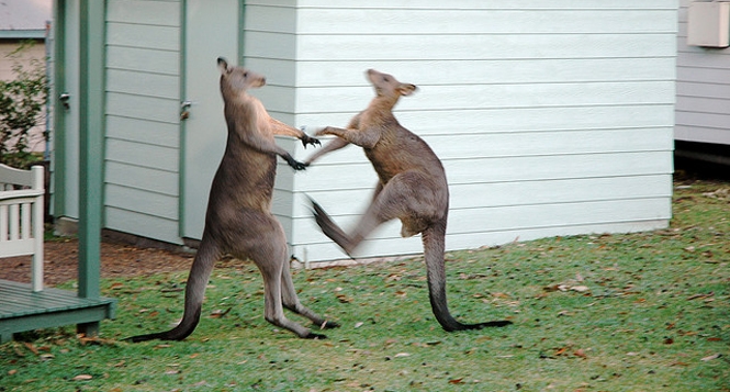 VIDEO: Màn đấu boxing đầy kịch tính giữa 2 chú kangaroos