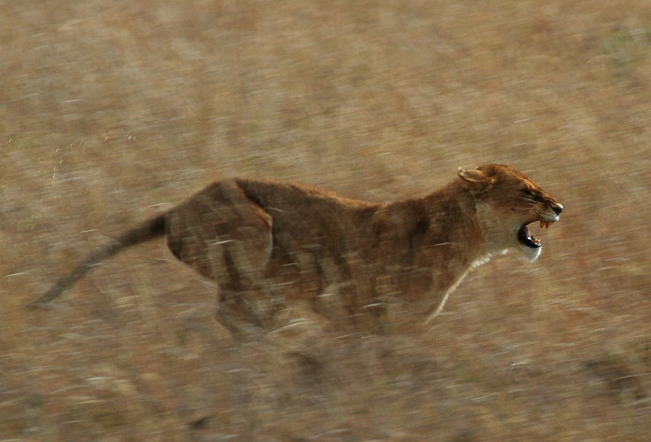 VIDEO: Cười té ghế với pha rượt đuổi đầy gay cấn với sư tử Châu Phi