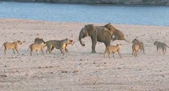 VIDEO: Voi con một mình đối đầu với bầy sư tử đói