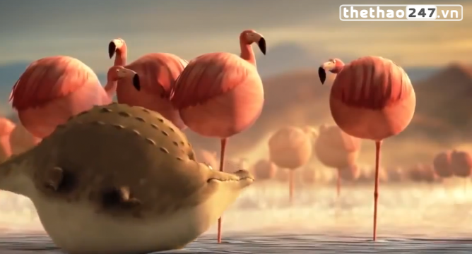 VIDEO: Khi các loài động vật hoang dã đều ...tròn vo