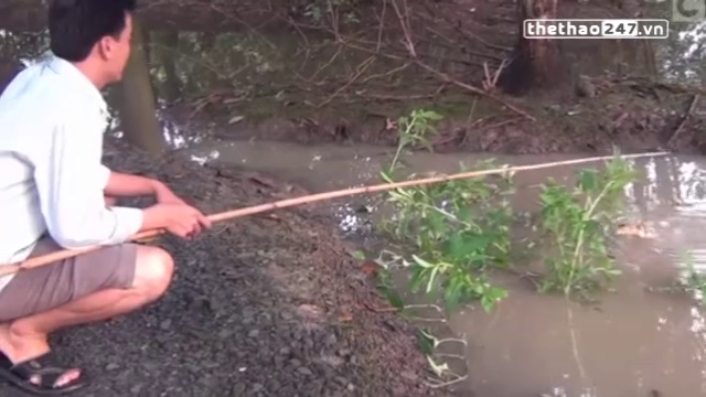 VIDEO: Bất ngờ với màn câu cá lóc khổng lồ bằng vịt con