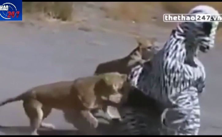 VIDEO: Đóng giả ngựa vằn ''trêu'' sư tử, 2 thanh niên suýt mất mạng