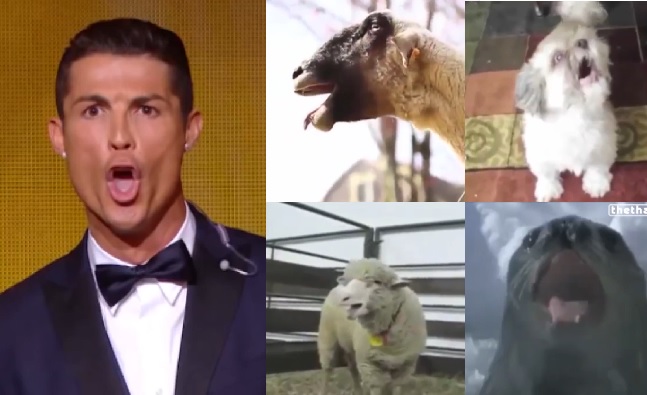 Video clip chế: Các loài động vật bắt chước tiếng 'hú' của Ronaldo