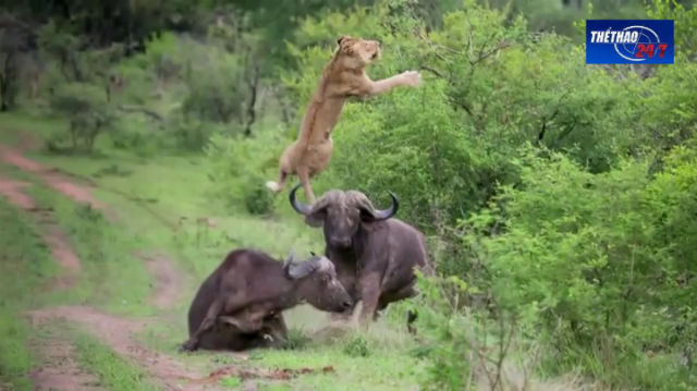 VIDEO: Cứu đồng loại - trâu rừng húc sư tử bay như chim