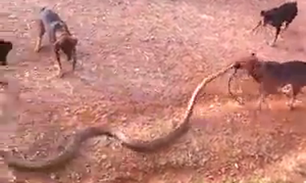 VIDEO: Cuộc chiến không khoan nhượng giữa bầy chó và rắn hổ mang khổng lồ