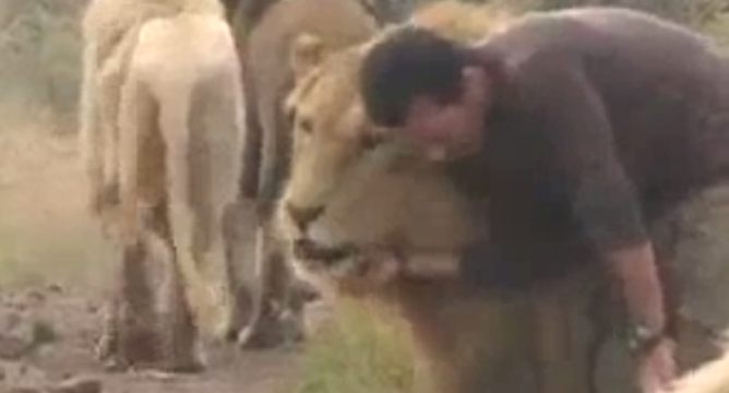 VIDEO: Sốc với người đàn ông vui đùa với bầy sư tử