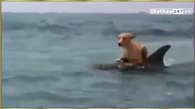 VIDEO: Cá heo liều lĩnh đối đầu cá mập để cứu 1 chú chó