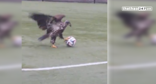 VIDEO: Chim đại bàng trổ tài đá bóng vô cùng hài hước