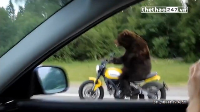VIDEO: Giật mình chú gấu lái xe mô tô giữa đường