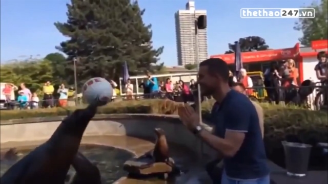 VIDEO: Màn so tài thú vị giữa Lukas Podolski với hải cẩu