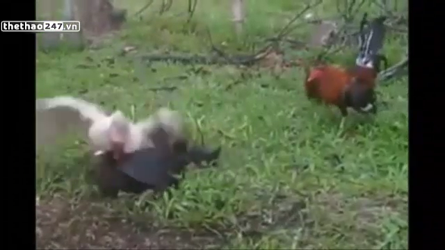 VIDEO: Vịt xiêm solo chấp 2 gà chọi vì 'ngứa mắt'