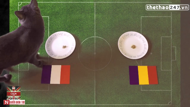 VIDEO: Mèo Cass dự đoán Pháp thắng Romania ở trận khai mạc Euro