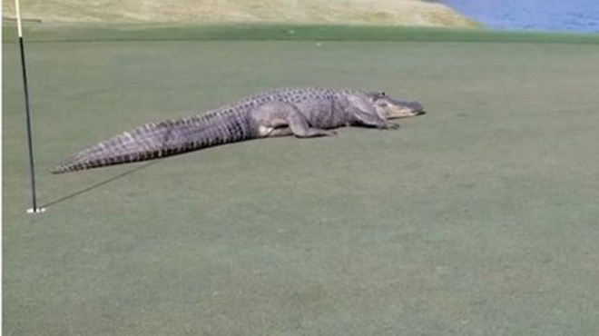 VIDEO: Cá sấu tràn vào sân golf khiến VĐV chạy tán loạn