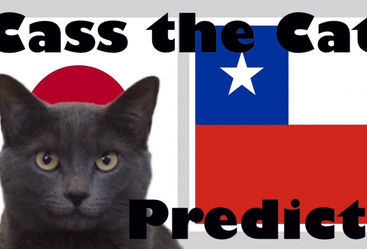 Mèo tiên tri dự đoán kết quả Nhật Bản vs Chile: Khó lường!