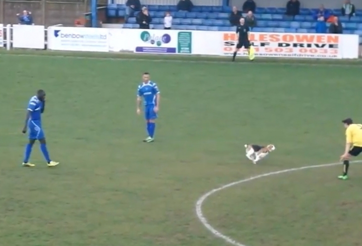 VIDEO hài hước: Chú chó mê bóng đá gây náo loạn trận đấu ở Thồ Nhĩ Kỳ