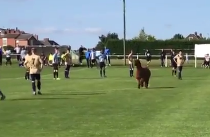VIDEO: Động vật lạ chạy vào sân khiến cầu thủ sợ hãi