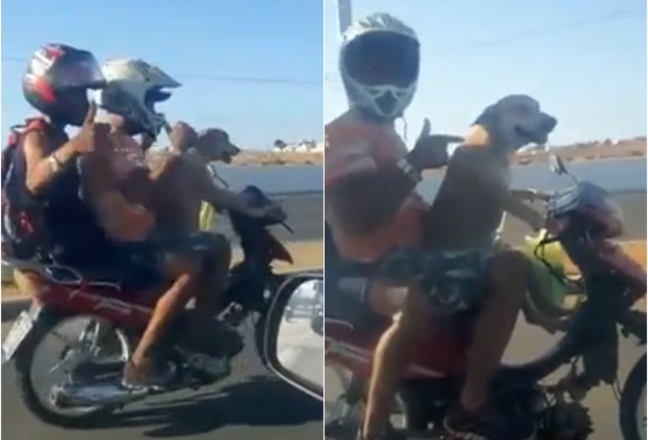 VIDEO: Chú chó chở 2 người đàn ông bằng xe máy gây sốt mạng xã hội