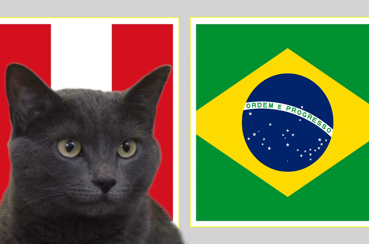 Mèo tiên tri dự đoán kết quả Peru vs Brazil: Căng thẳng