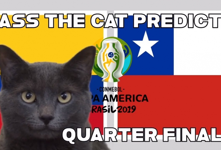 Mèo tiên tri dự đoán kết quả Colombia vs Chile: Khó lường