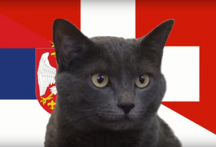 Mèo tiên tri dự đoán kết quả, tỉ số Serbia vs Thụy Sĩ
