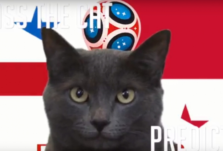 Mèo tiên tri dự đoán kết quả, tỉ số Anh vs Panama