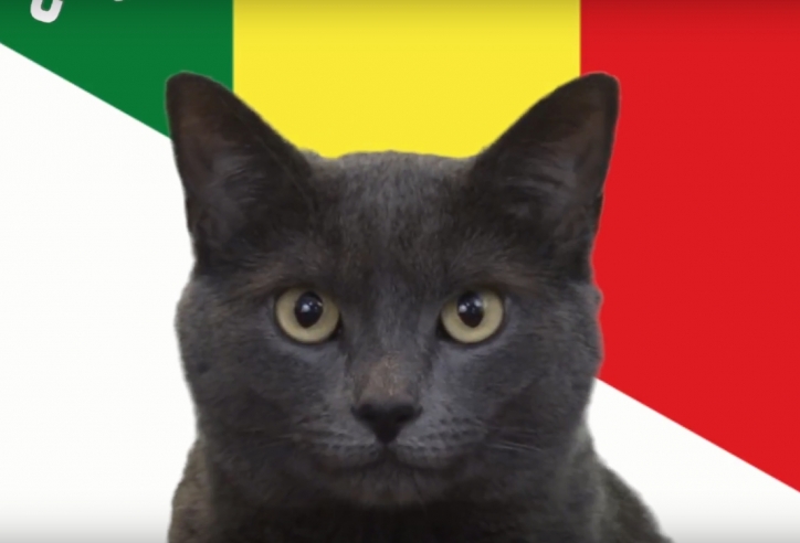 Mèo tiên tri dự đoán kết quả, tỉ số Nhật Bản vs Senegal