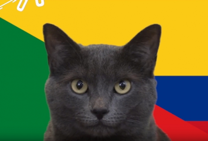 Mèo tiên tri dự đoán kết quả Colombia vs Senegal