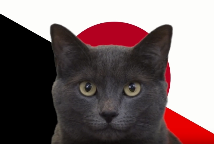 Mèo tiên tri dự đoán kết quả Bỉ vs Nhật Bản: Tiếc cho Châu Á