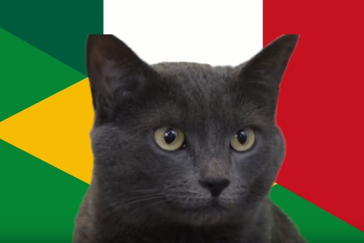 Mèo tiên tri dự đoán kết quả Brazil vs Mexico: Cú sốc mạnh