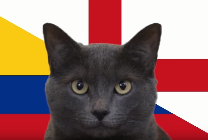 Mèo tiên tri dự đoán kết quả Anh vs Colombia: Ác mộng Tam Sư
