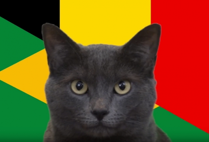 Mèo tiên tri dự đoán kết quả Brazil vs Bỉ: Kết quả khó tin