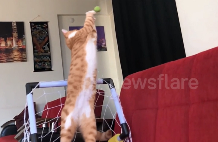 VIDEO: Khoẳnh khắc chú mèo trổ tài bắt gôn cực hài hước