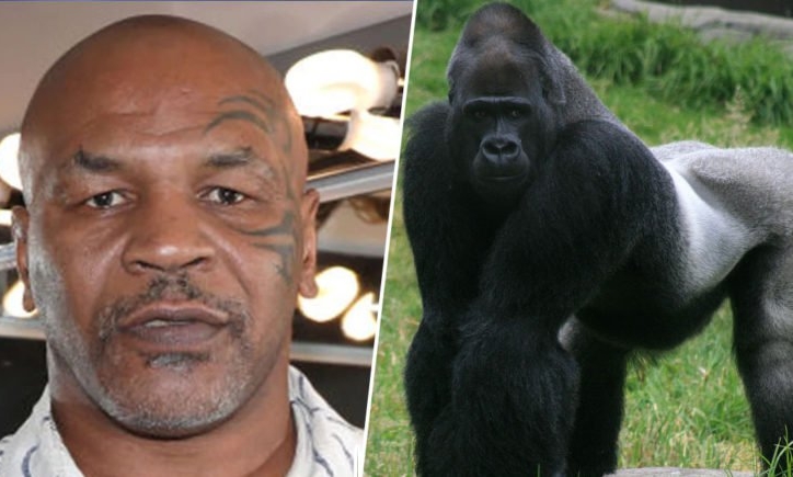 SỐC: Mike Tyson từng chi 10 ngàn đô để được đấu với ... khỉ đột