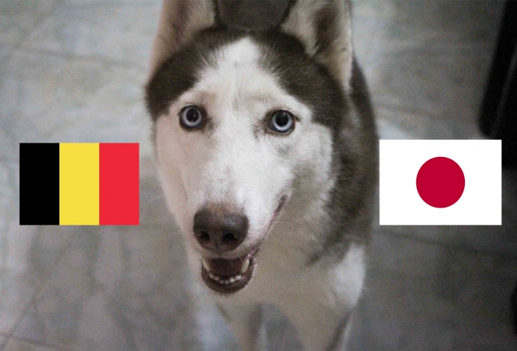 Chó tiên tri Loki dự đoán kết quả Bỉ vs Nhật Bản: Dễ đoán