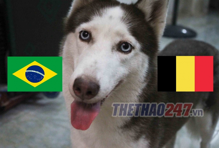 Video chó tiên tri Loki dự đoán Brazil vs Bỉ: Selecao nên vui