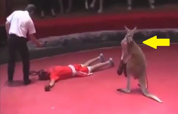 VIDEO: Kangaroo thượng đài với võ sĩ và cái kết bất ngờ