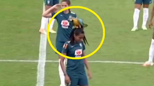 VIDEO: Cầu thủ bị chim 'làm tổ' trên đầu, phải dùng bóng đá để giải quyết