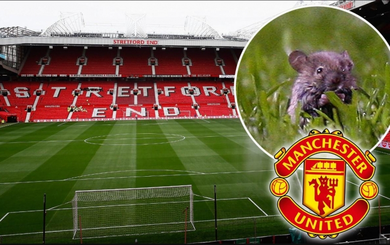 Chuột 'tung tăng' trên Old Trafford ngay trận Southampton